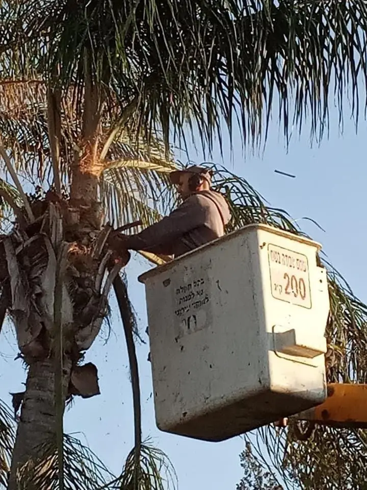 סל במת הרמה בין כפות של דקל