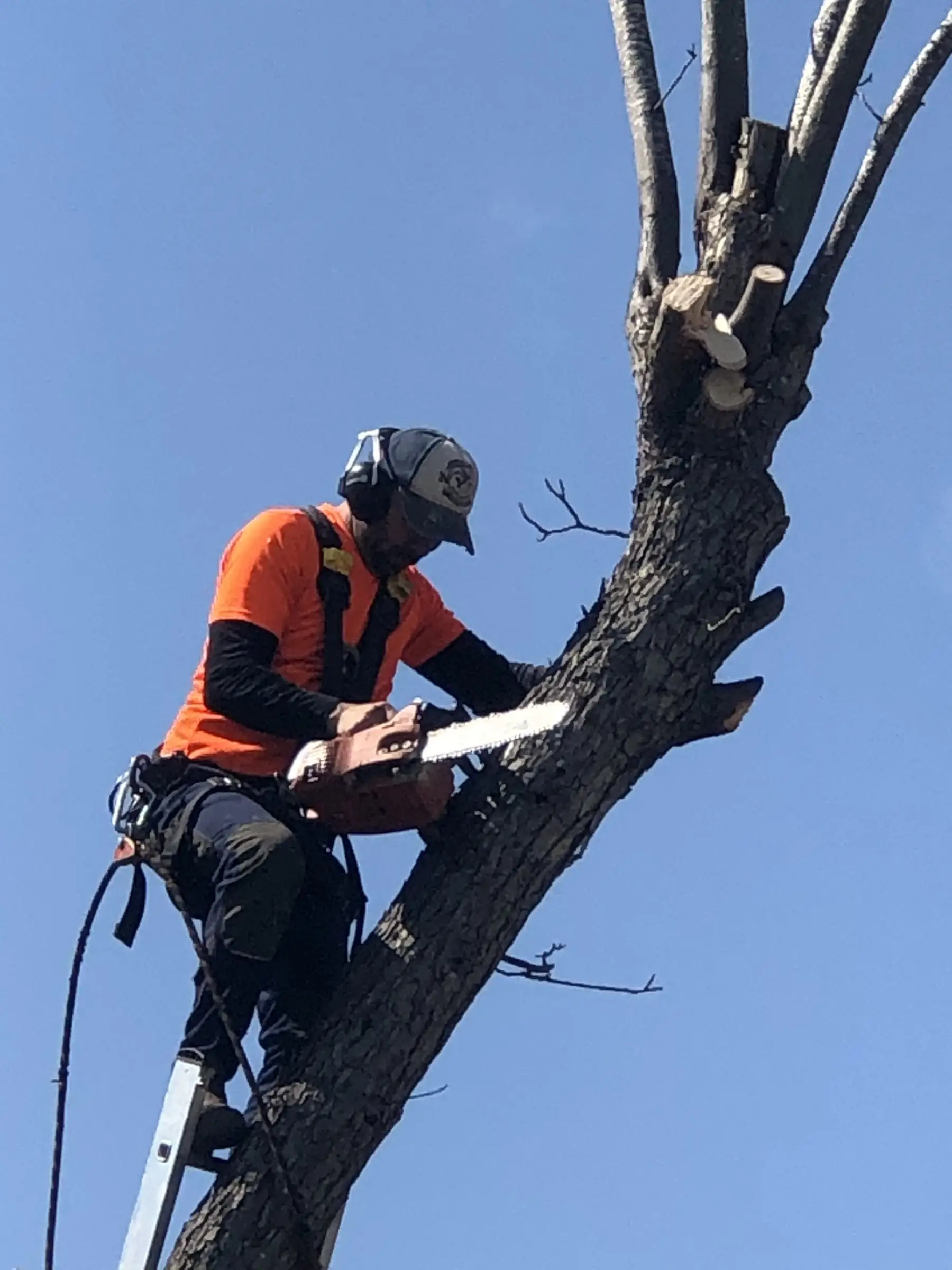 גוזם רתום חותך ענף עבה במסור שרשרת, על רקע שמיים