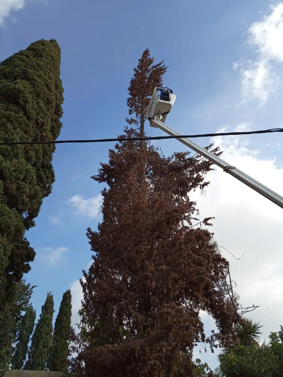 סל של במת הרמה בראש ברוש גבוה, ליד קו חשמל