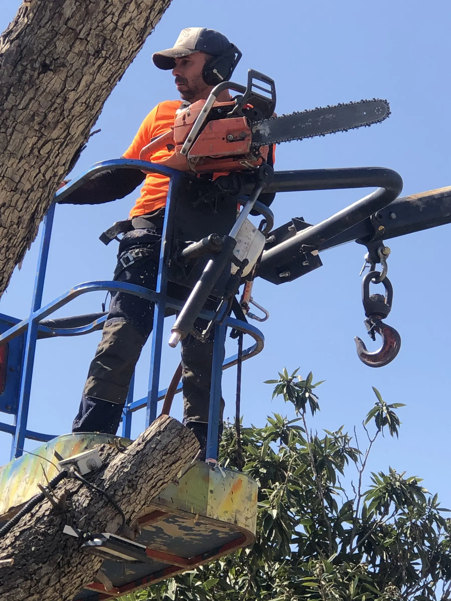 כריתה בחלקים מבמת הרמה, ליד גזע עבה