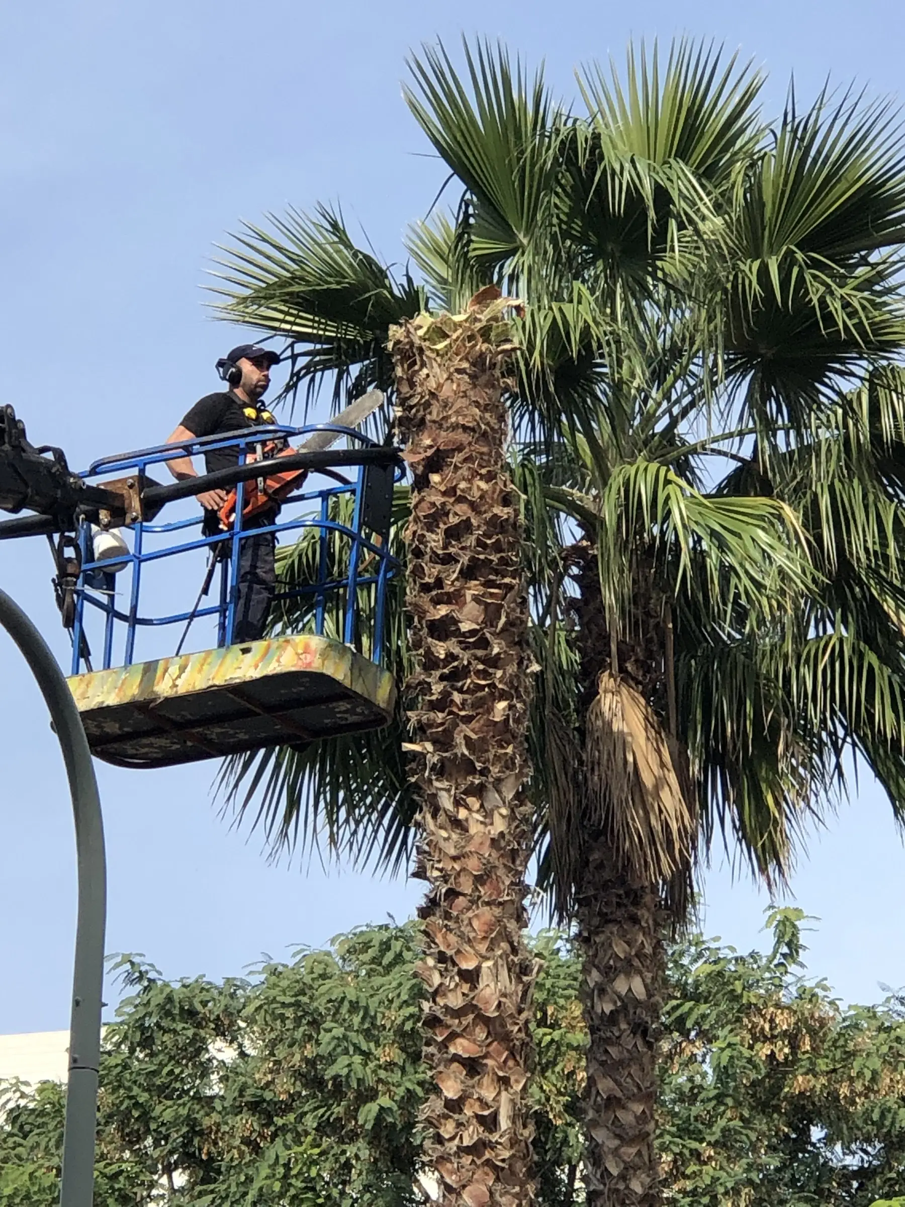 ניקוי דקל מבמת הרמה