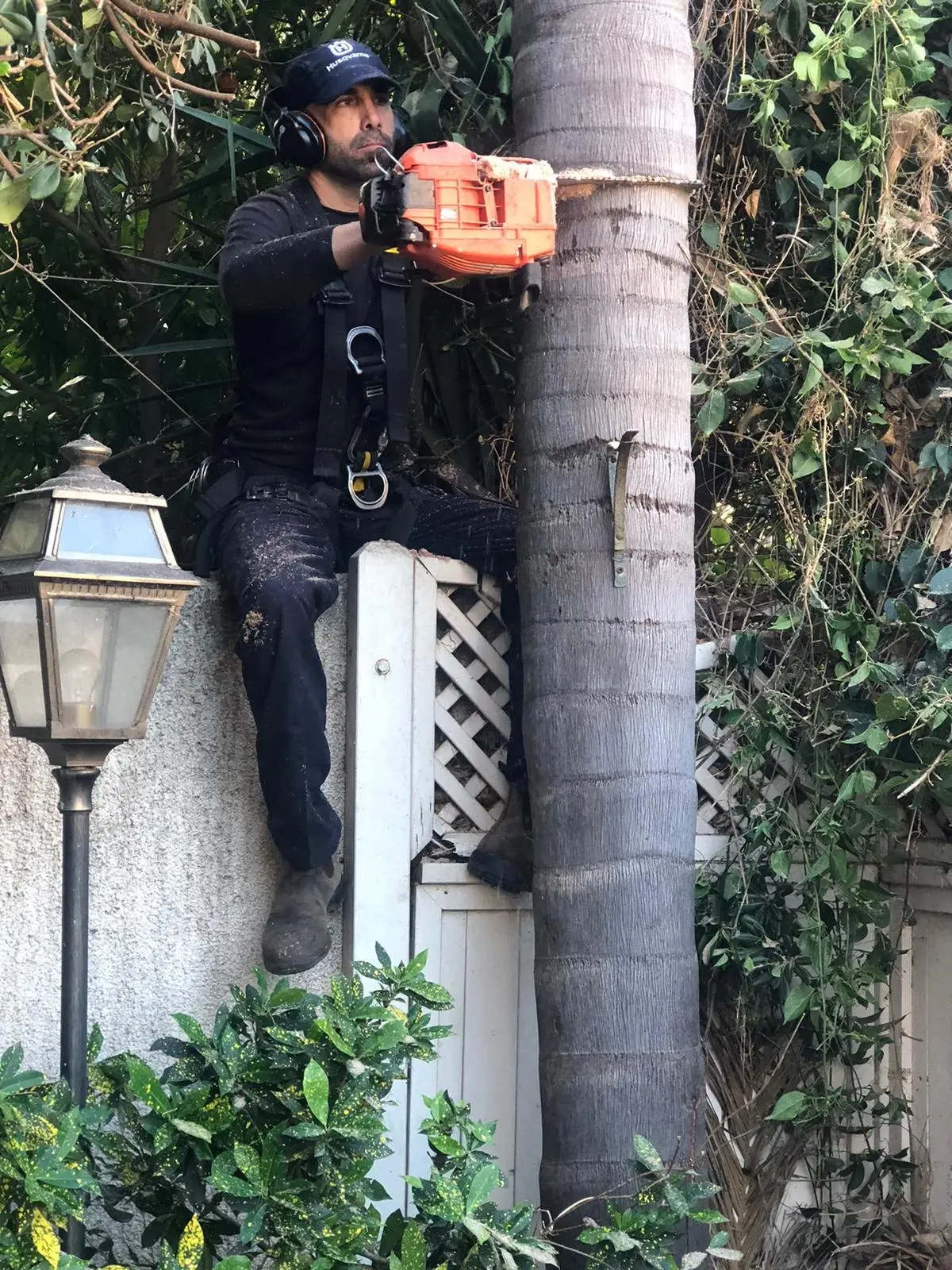 גוזם רתום בגובה חותך גזע של דקל